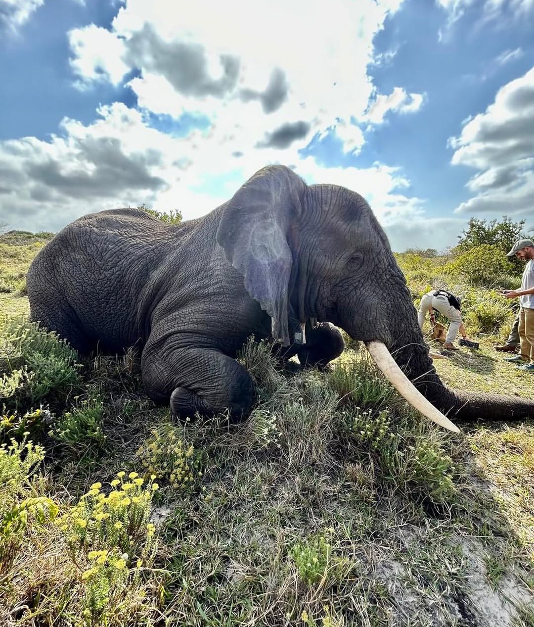 Desert elephant Namibia